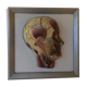 Vintagev skinned head