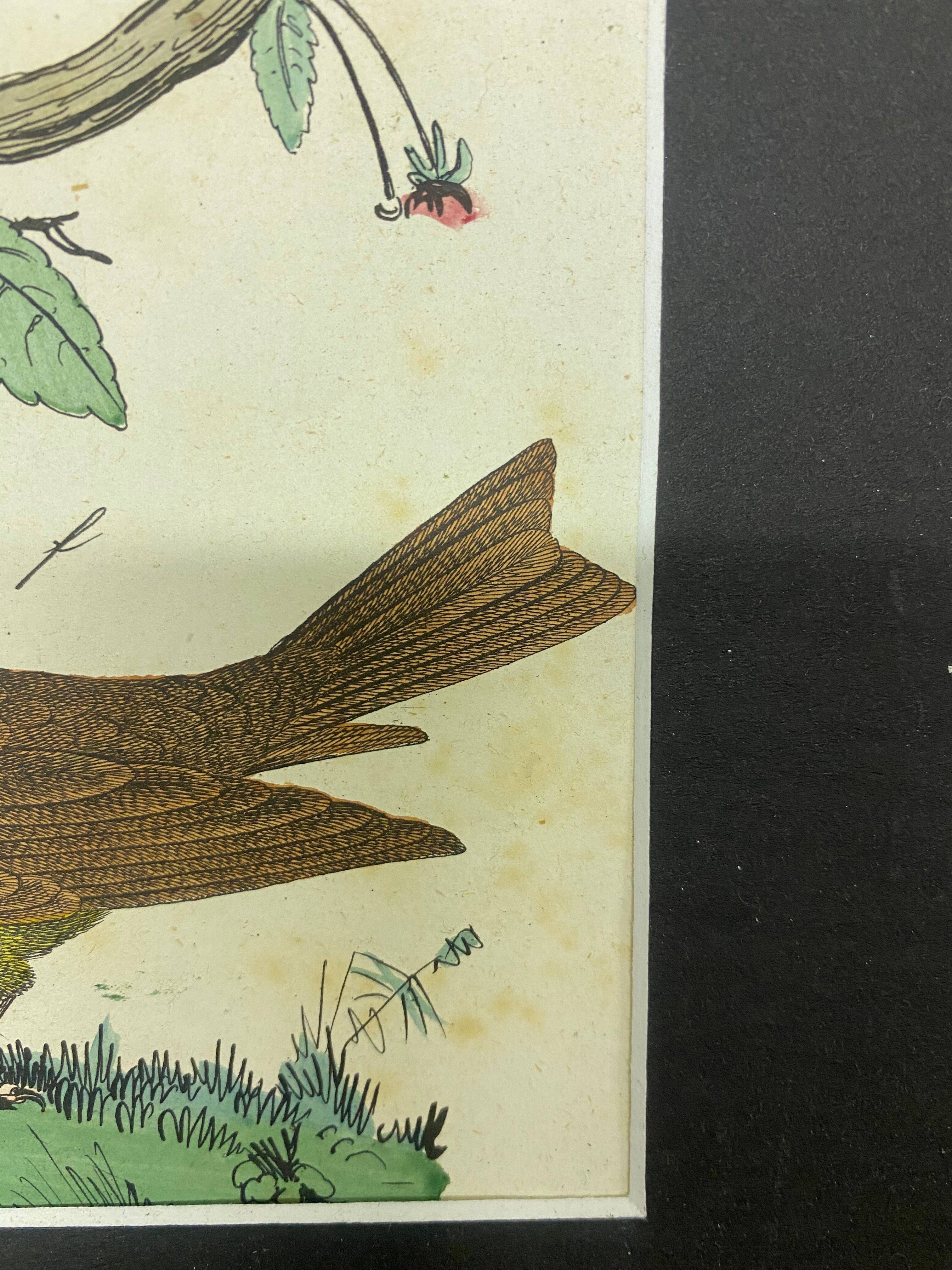 Naturalistic engraving birds