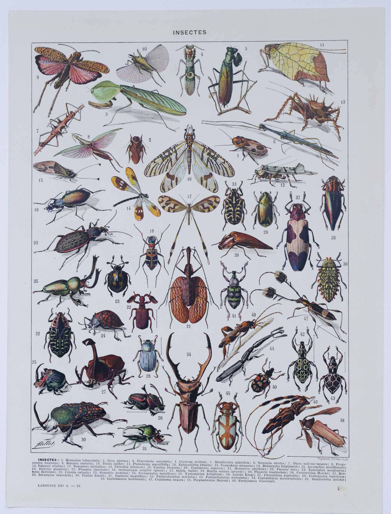 Original plate from 1930: insects, the art of scientific detail.