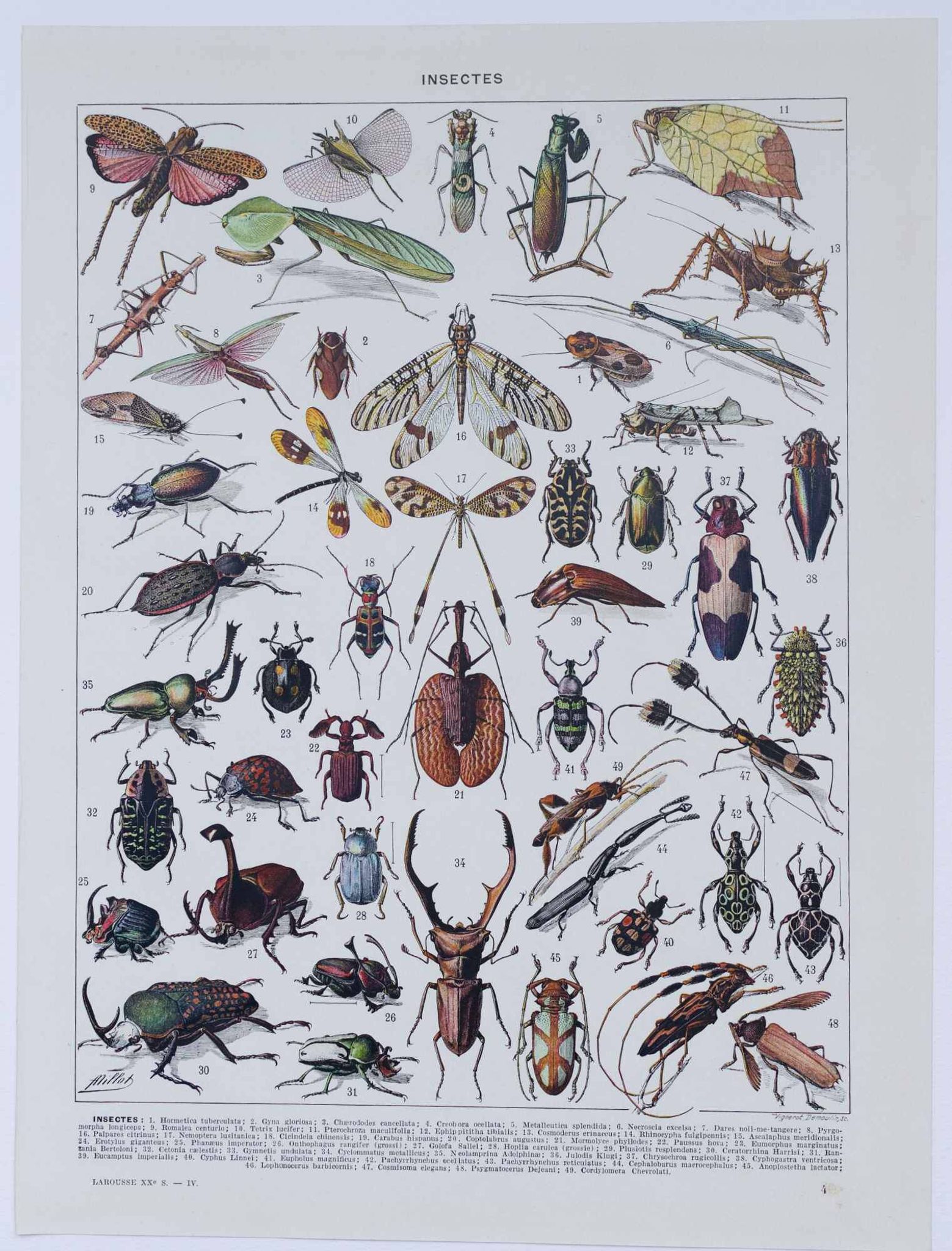Original plate from 1930: insects, the art of scientific detail.