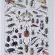 Original plate from 1930: insects, the art of scientific detail.