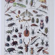 Original plate from 1930: insects, the art of scientific detail.
