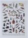 Original plate from 1930: insects, the art of scientific detail.