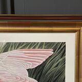 Engraving by J.-J. Audubon Editions of the Disaster XXth Roseate Spoonbill