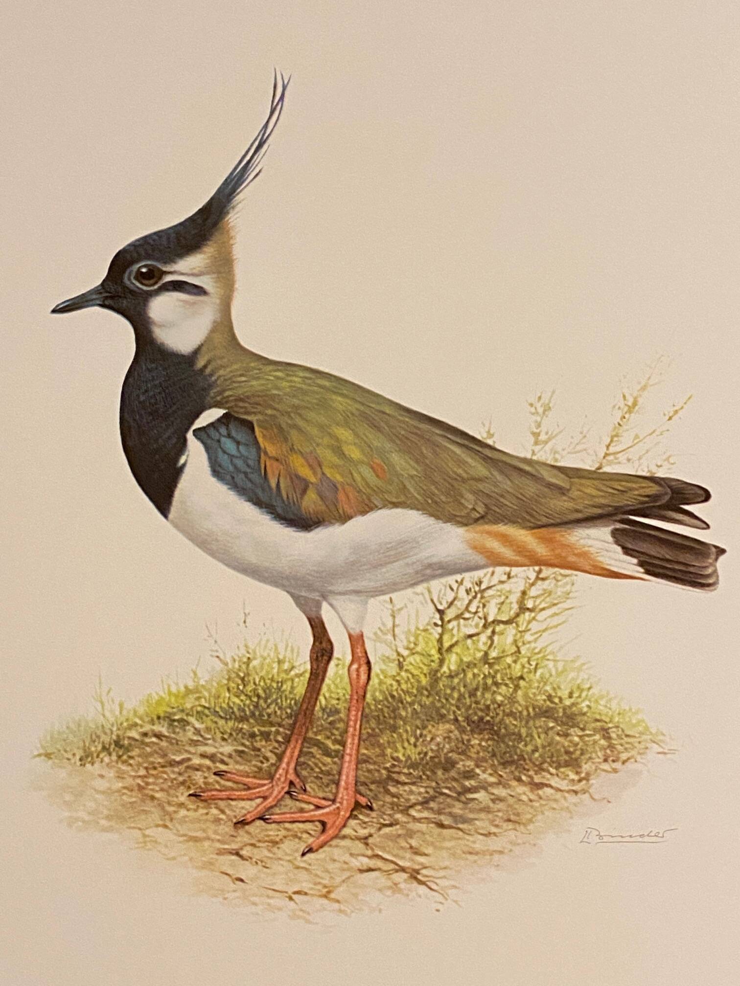 Plate / Old ornithological illustration – Crested lapwing (bird)