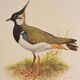 Plate / Old ornithological illustration – Crested lapwing (bird)