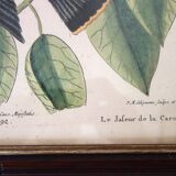 Lot of 2 old bird engravings - zoological plates by Seligmann & Catesby