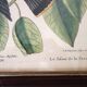 Lot of 2 old bird engravings - zoological plates by Seligmann & Catesby