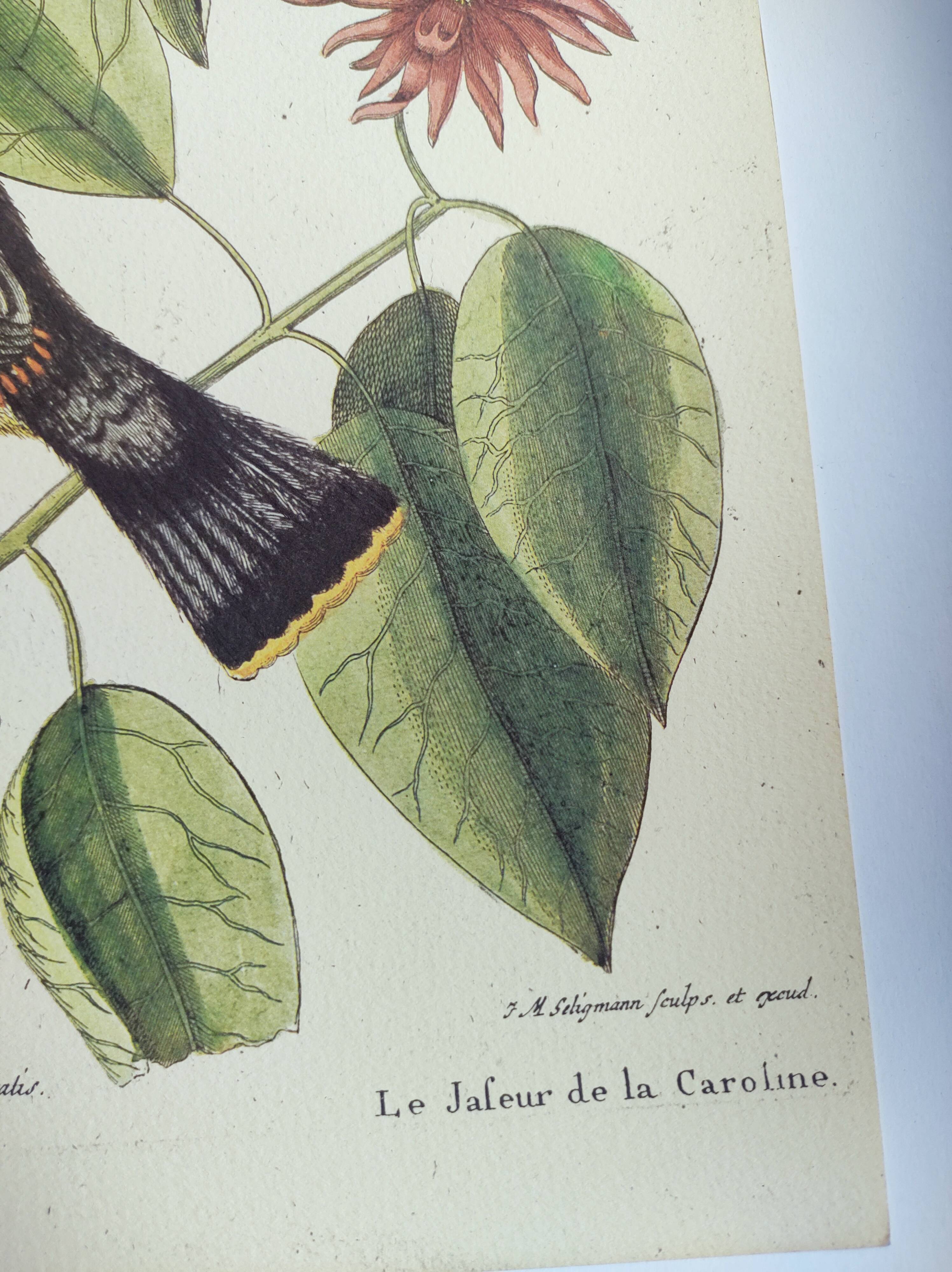 Old bird engraving - Jay Jafeur - Zoological plate by Seligmann & Catesby