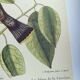Old bird engraving - Jay Jafeur - Zoological plate by Seligmann & Catesby