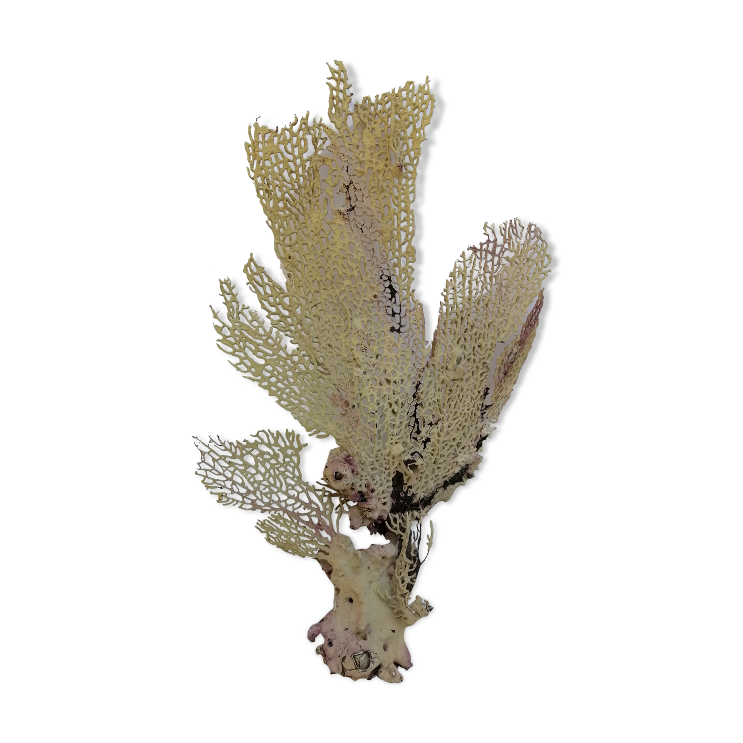 Ancient gorgon coral