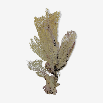 Ancient gorgon coral