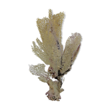 Ancient gorgon coral