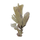 Corail gorgone ancien