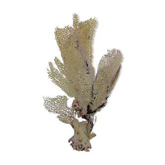 Ancient gorgon coral