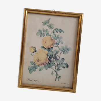 Rose lithograph frame Rosa Sulfura