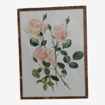 Tableau botanique rose