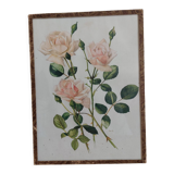 Tableau botanique rose