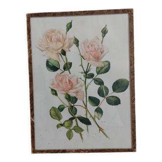 Tableau botanique rose