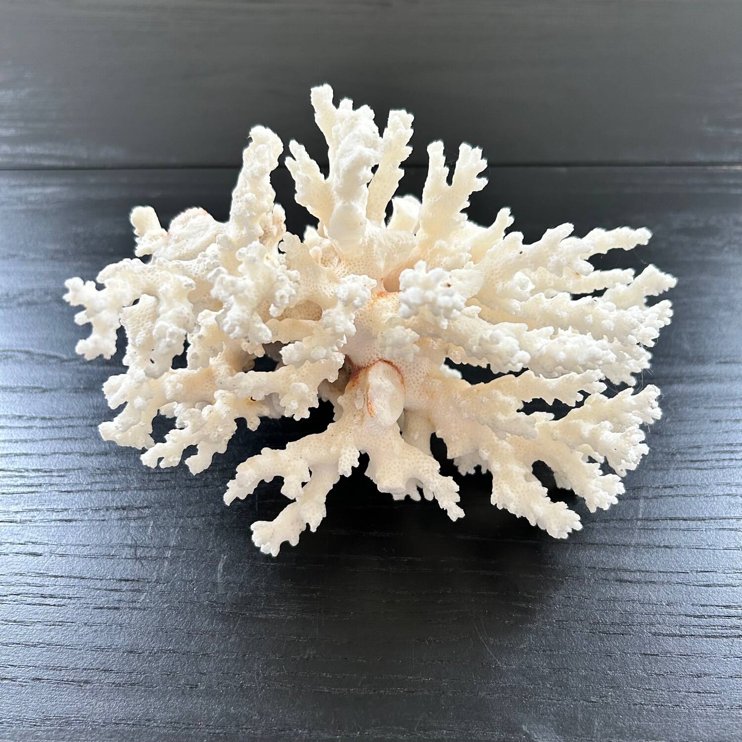 Large white coral