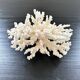 Large white coral