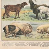 Planche ancienne sur les mammifères, 1897