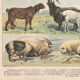 Planche ancienne sur les mammifères, 1897