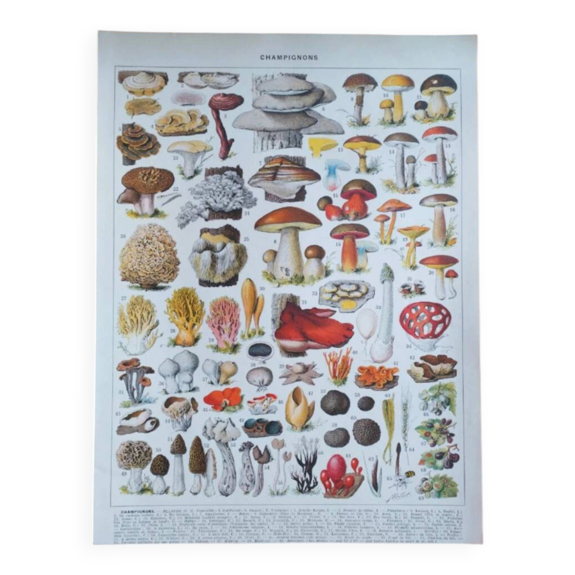 Lithographie affiche planche ancienne botanique champignons Larousse