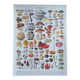 Lithographie affiche planche ancienne botanique champignons Larousse