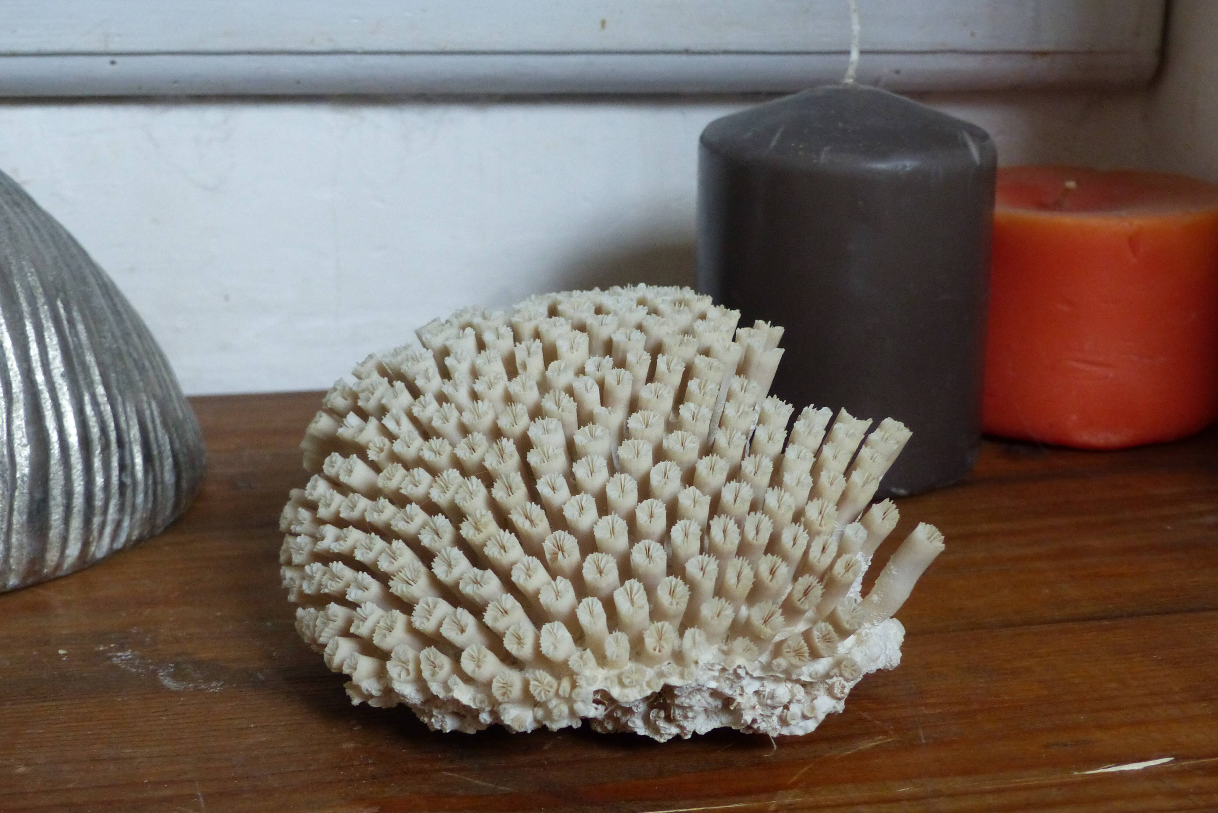 Ancient white coral
