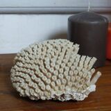 Ancient white coral