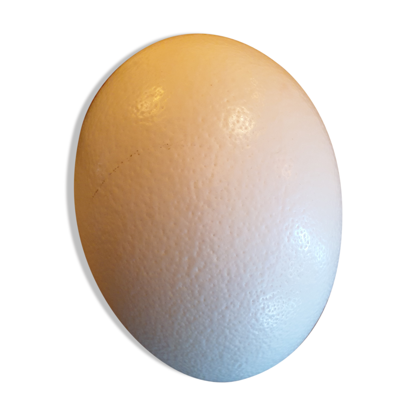 Oeuf autruche