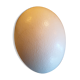 Oeuf autruche
