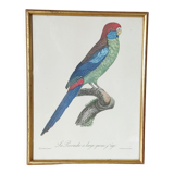 Exotic bird frame