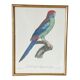 Cadre oiseau exotique
