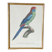 Cadre oiseau exotique