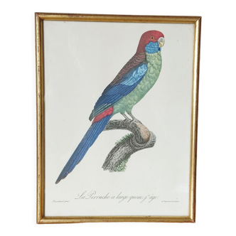 Exotic bird frame