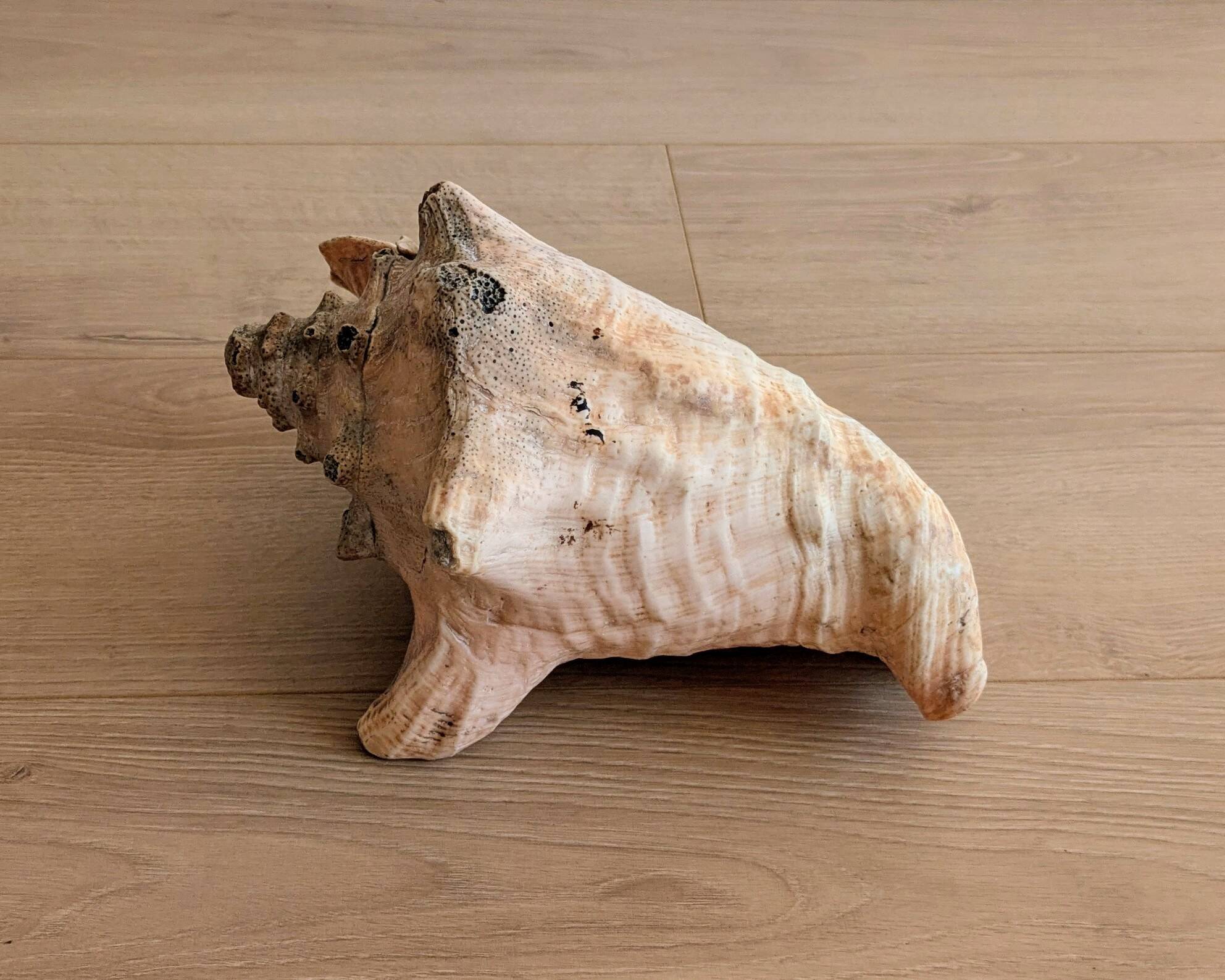 Conch Marine shell - Strombus alatus 26 cm 1.6 kg