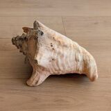 Conch Marine shell - Strombus alatus 26 cm 1.6 kg