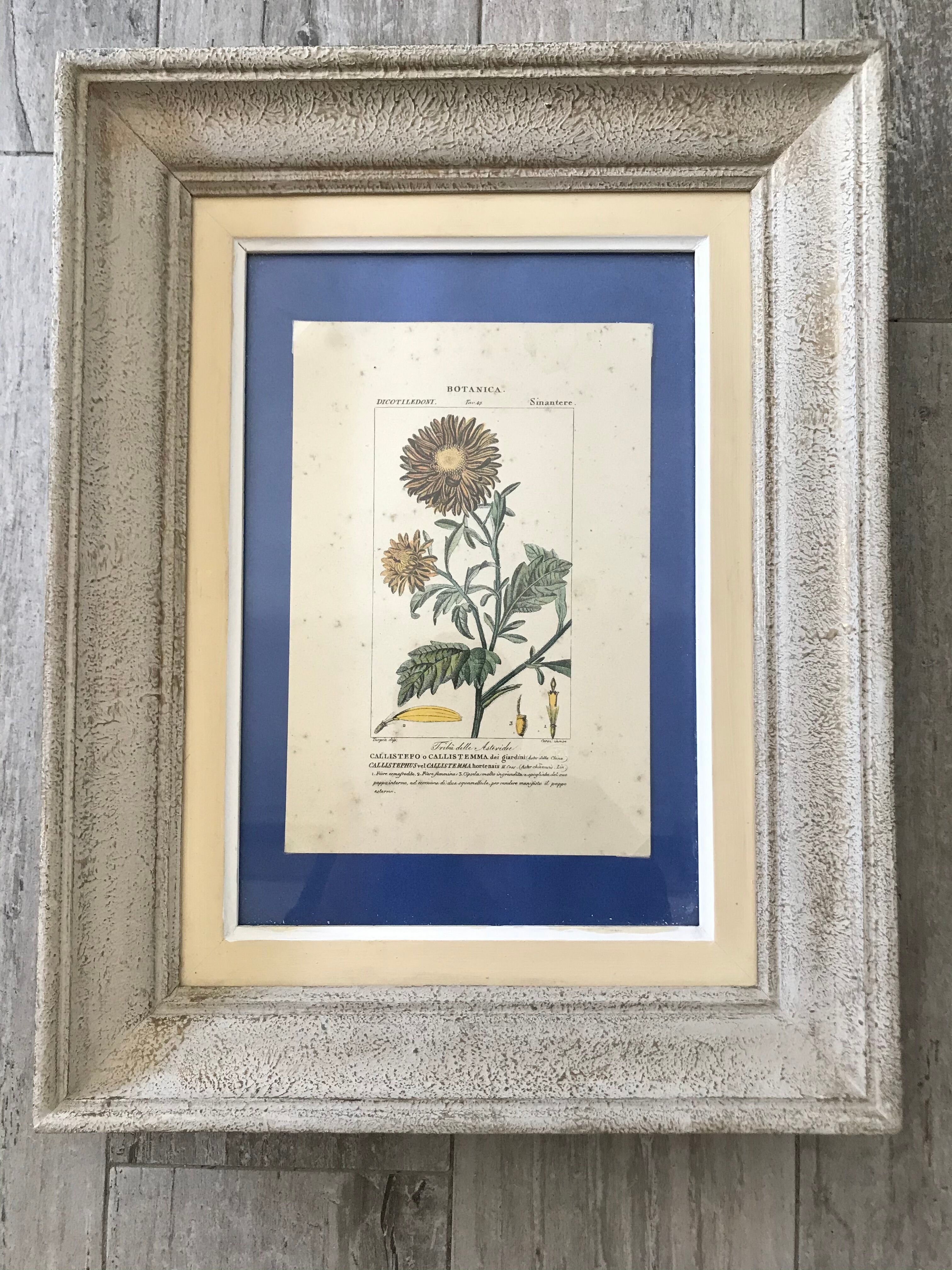 Ancient botanical plank frames