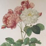 Botanical board reproduction JP Redouté