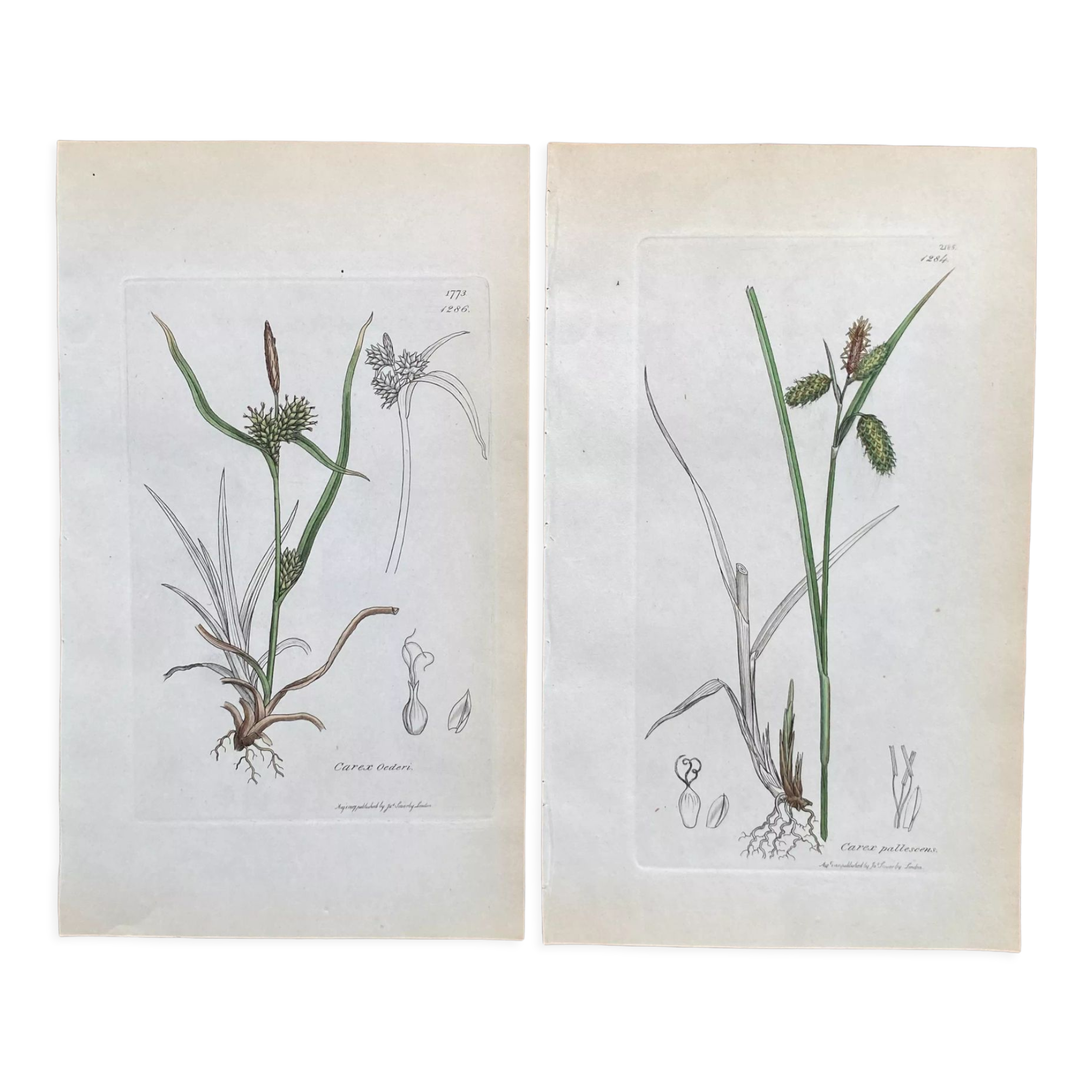 Duo planches botaniques, ed Londres 1809