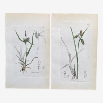 Duo planches botaniques, ed Londres 1809