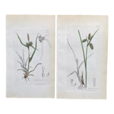 Duo botanical plates, ed London 1809