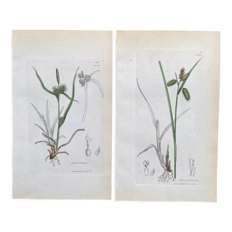 Duo botanical plates, ed London 1809