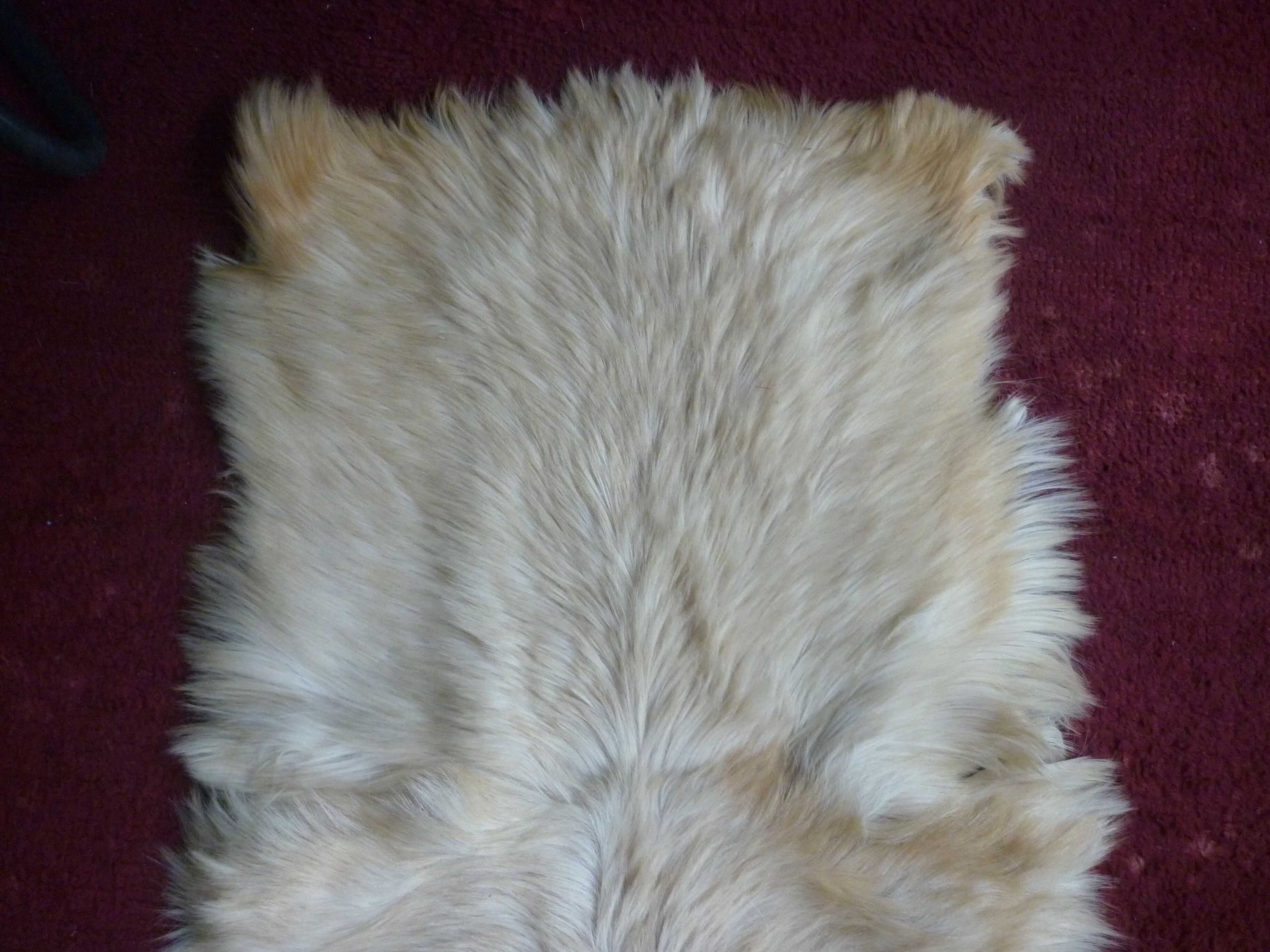 Skin of goat tannee white and beige 137x69cms