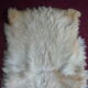 Skin of goat tannee white and beige 137x69cms
