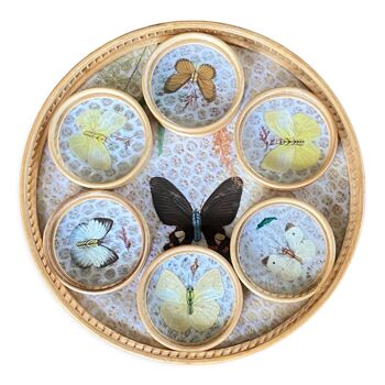 Tray and 6 naturalized butterfly coasters