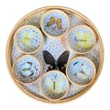 Tray and 6 coasters with naturalized butterflies