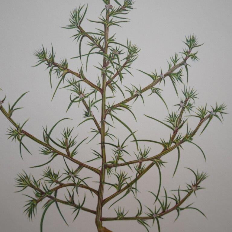 Set of 3 botanical plates Geigy, Prèle, soda and purslane